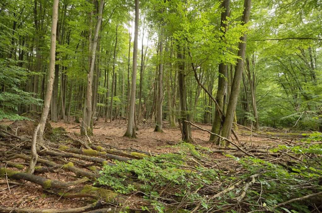 Nationalpark Müritz