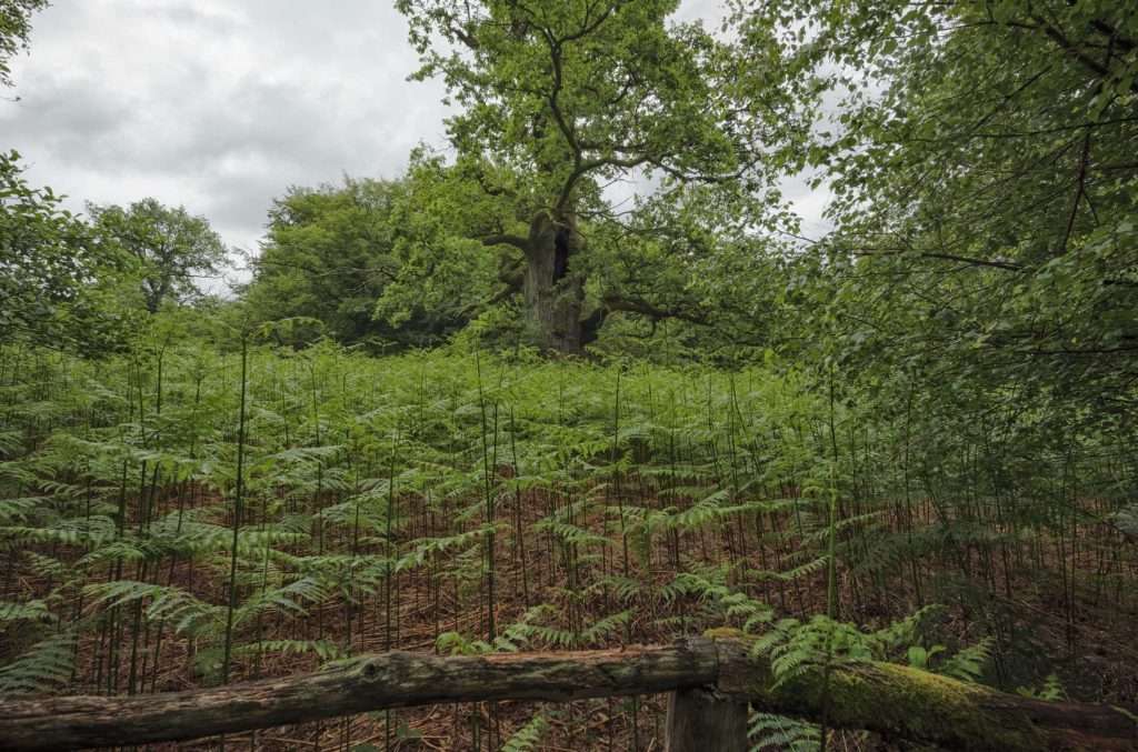 Nationalpark Müritz