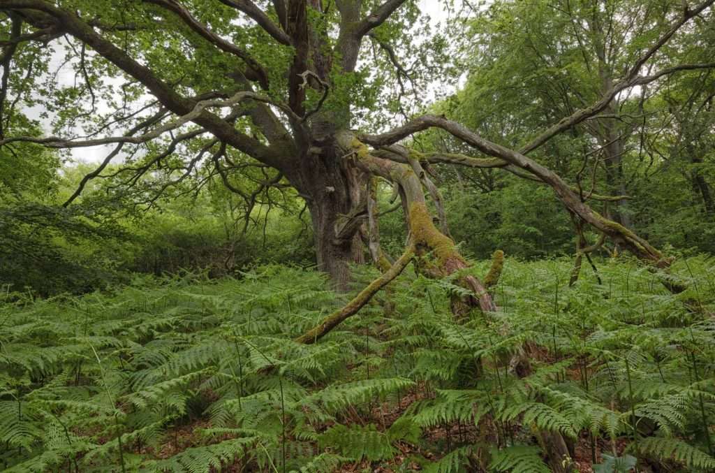 Urwald Sababurg