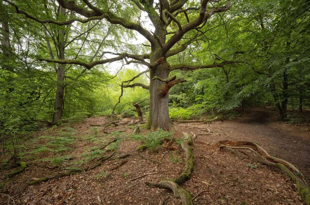 Urwald Sababurg
