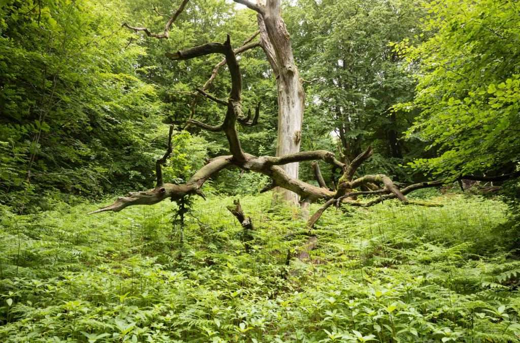 Urwald Sababurg