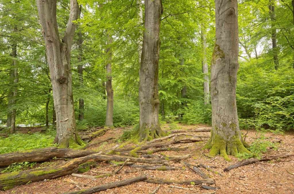 Urwald Sababurg