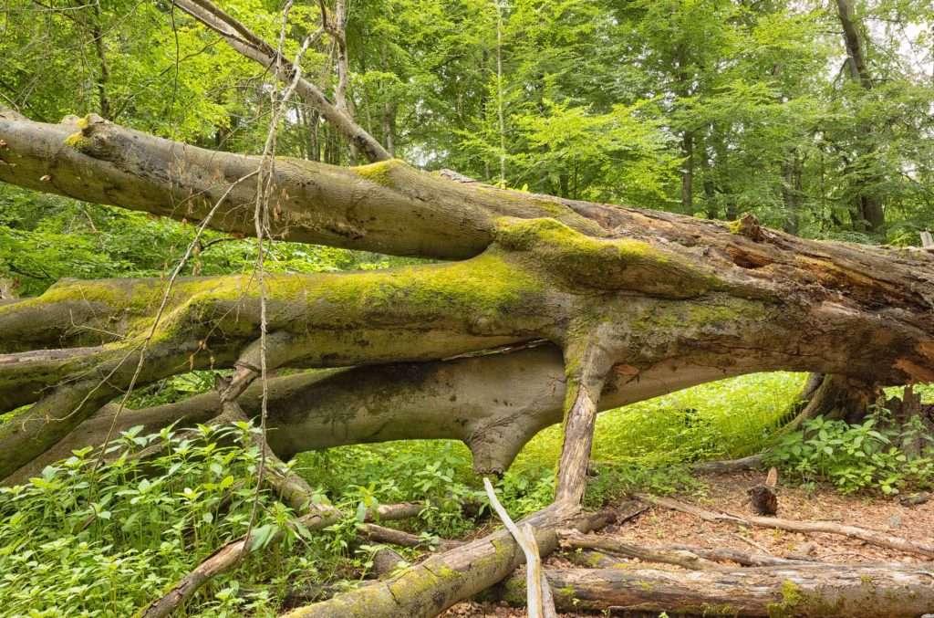 Urwald Sababurg