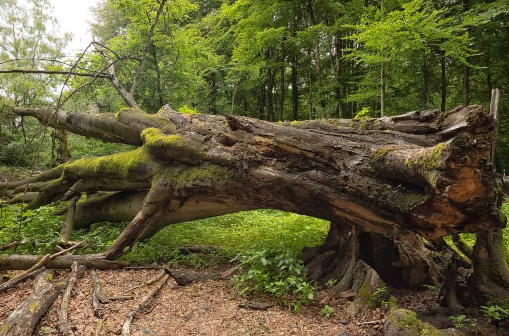 Urwald Sababurg