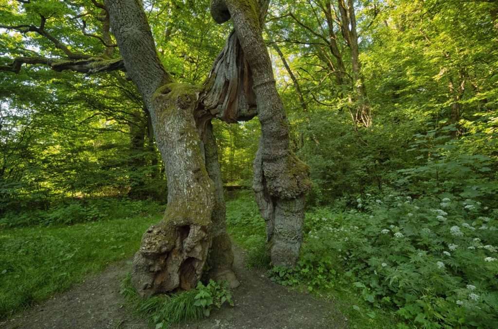 Betteleiche Nationalpark Hainich