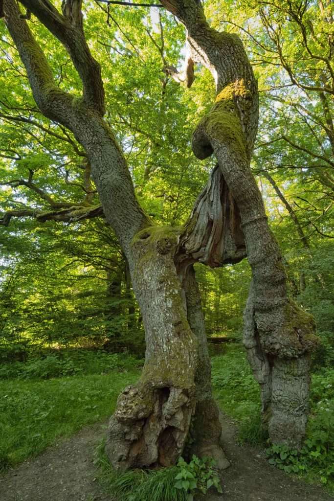 Betteleiche Nationalpark Hainich