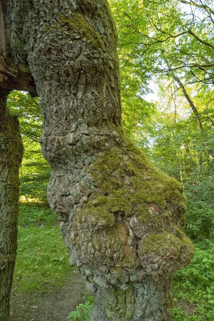 Betteleiche Nationalpark Hainich