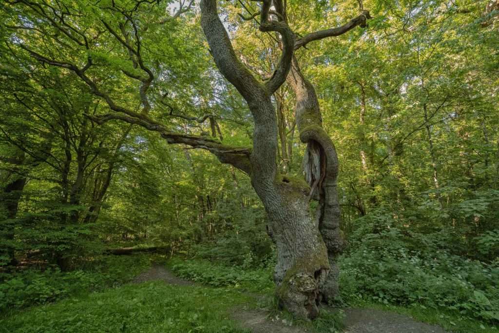 Betteleiche Nationalpark Hainich