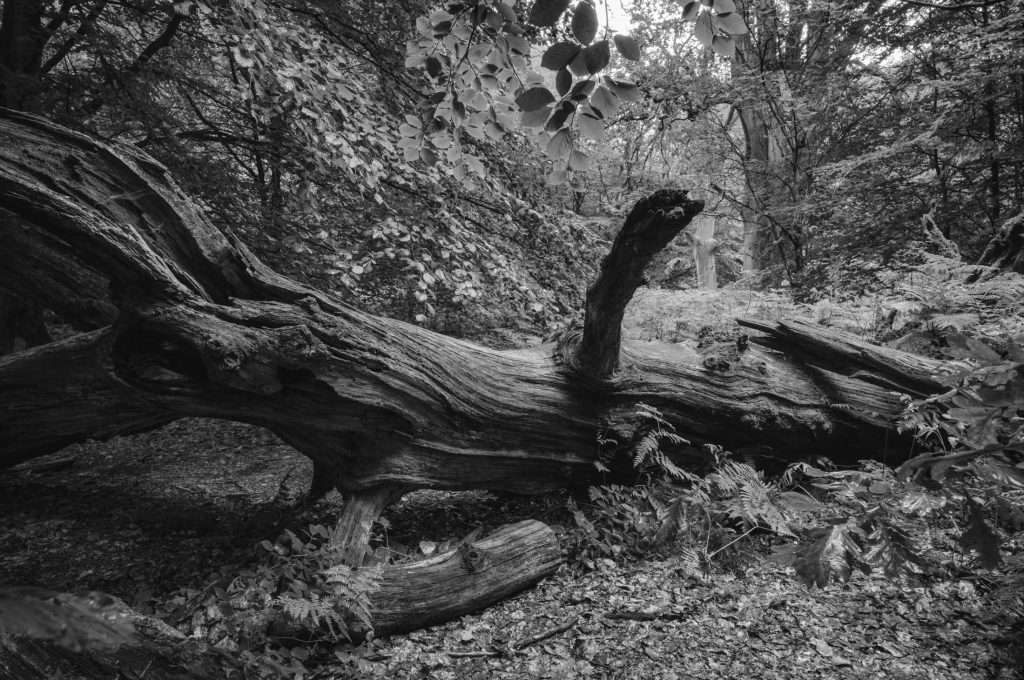 Naturpark Reinhardswald Urwald Sababurg