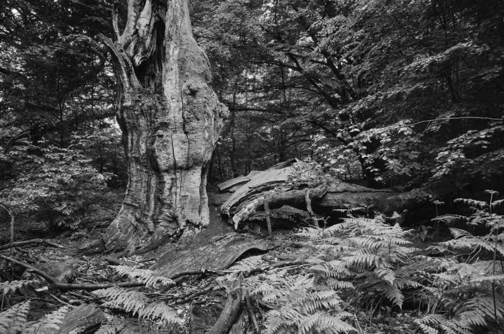 Naturpark Reinhardswald Urwald Sababurg