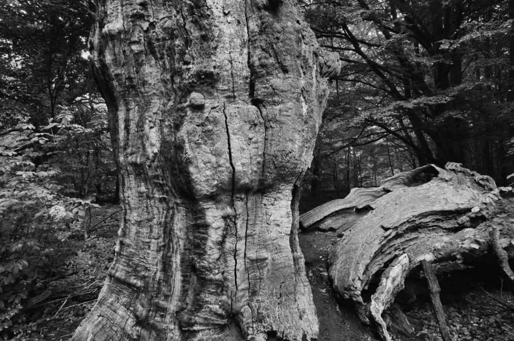 Naturpark Reinhardswald Urwald Sababurg