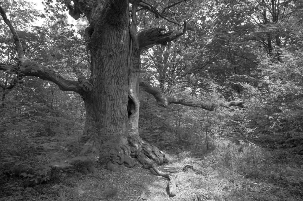 Naturpark Reinhardswald Urwald Sababurg