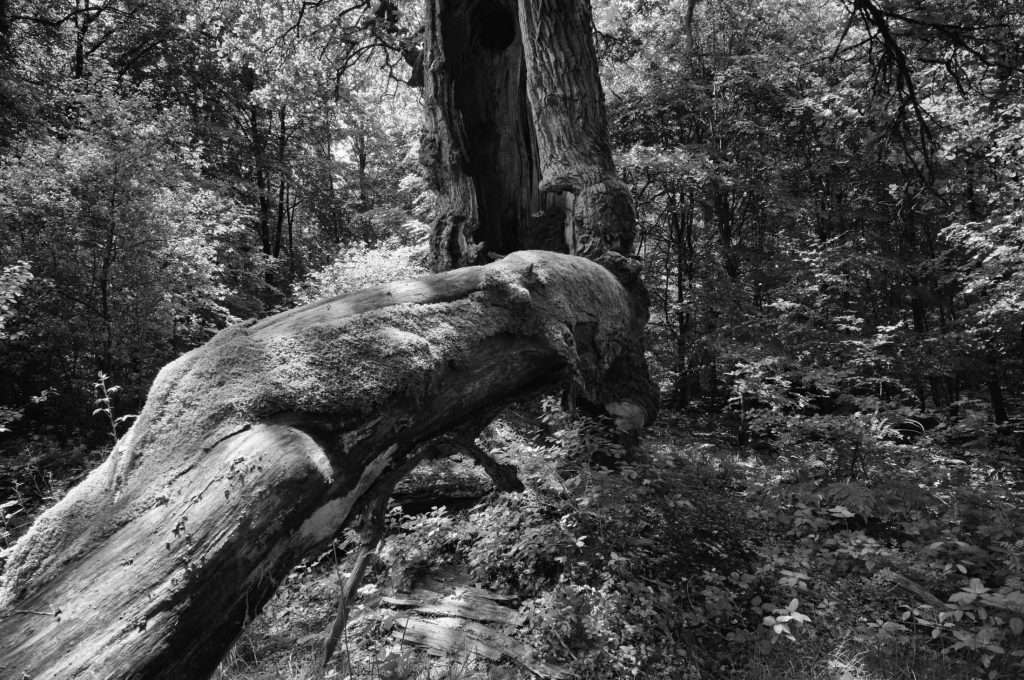 Naturpark Reinhardswald Urwald Sababurg