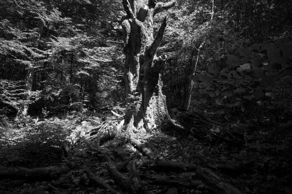 Naturpark Reinhardswald Urwald Sababurg