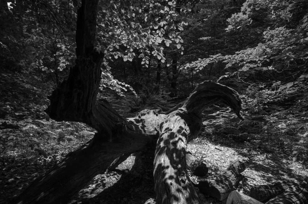Naturpark Reinhardswald Urwald Sababurg