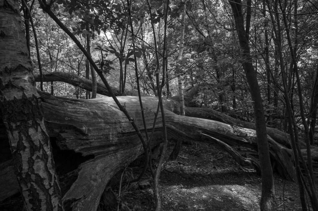 Naturpark Reinhardswald Urwald Sababurg