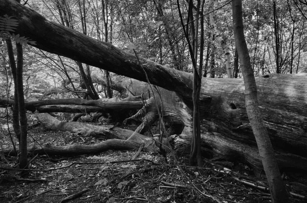 Naturpark Reinhardswald Urwald Sababurg
