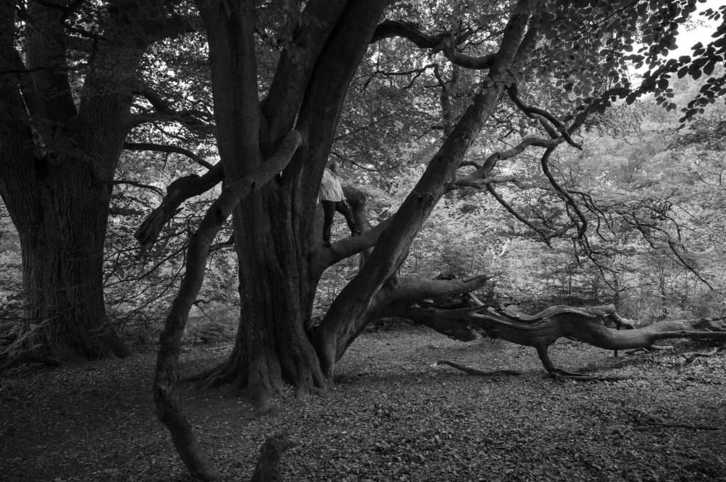 Naturpark Reinhardswald Urwald Sababurg