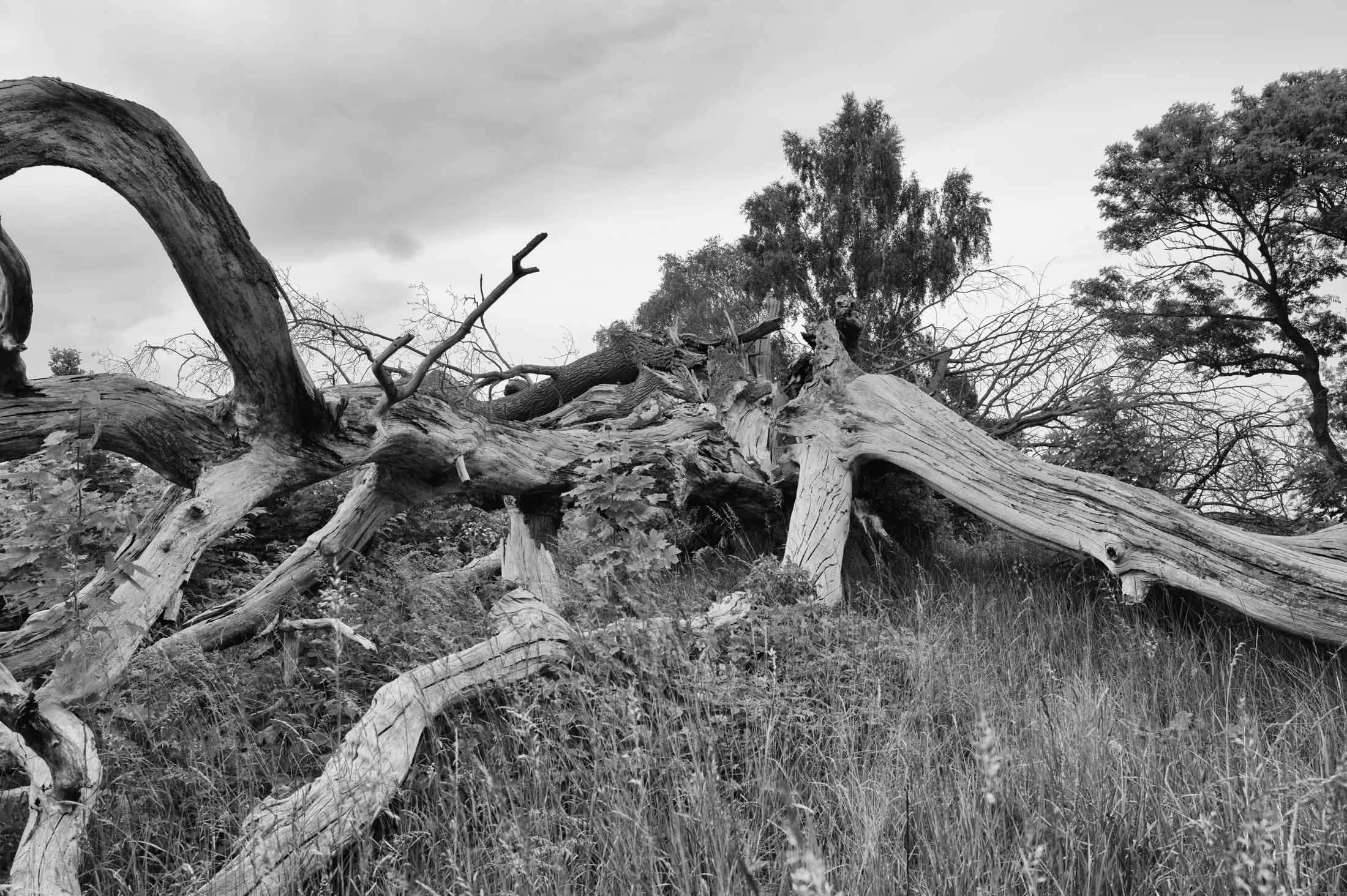 Die Suckower Eiche – Naturdenkmal als Schwarzweiß-Motiv