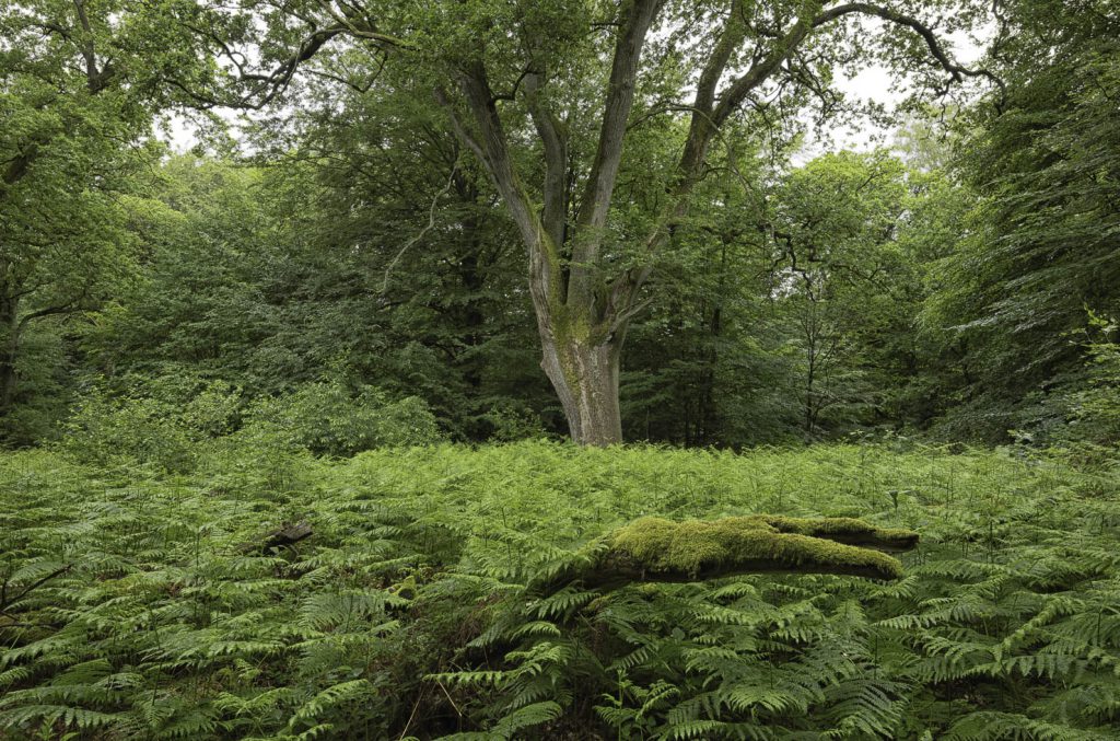 Urwald Sababurg Reinhardswald