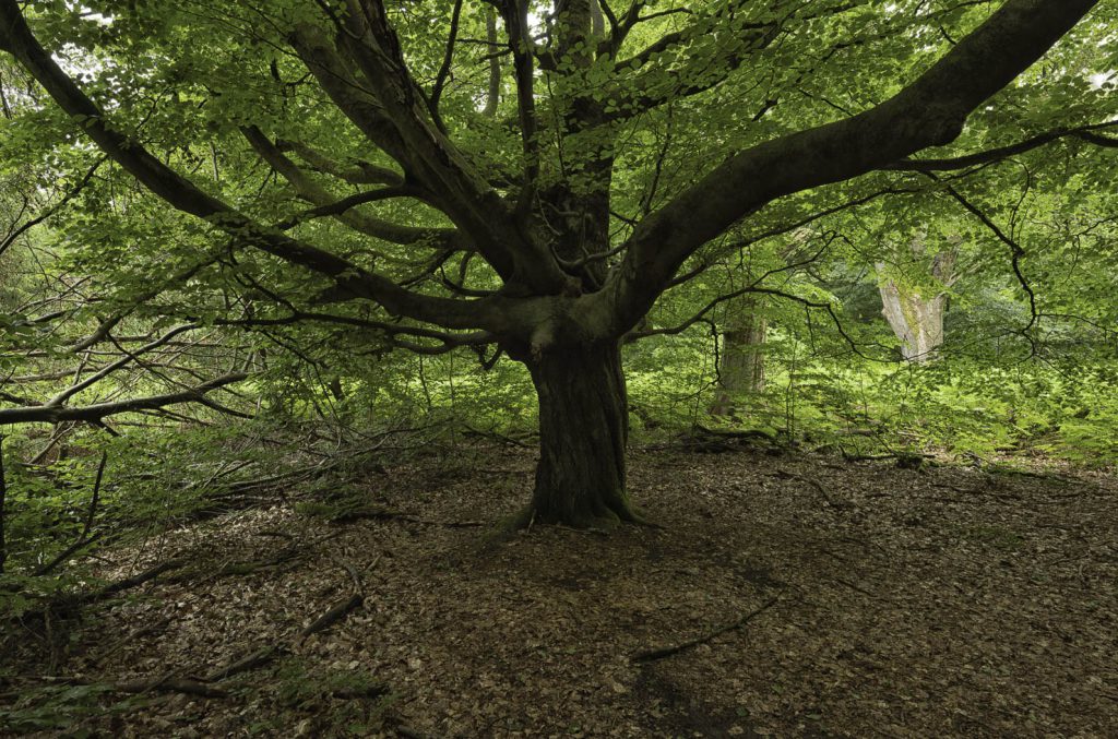 Urwald Sababurg Reinhardswald