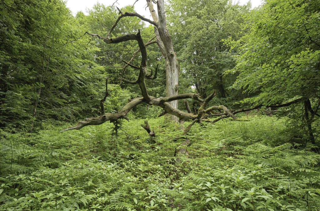 Urwald Sababurg Reinhardswald