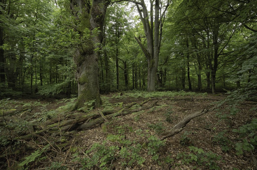 Urwald Sababurg Reinhardswald