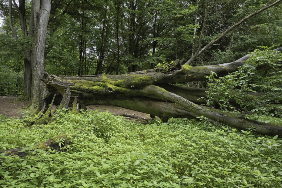 Urwald Sababurg Reinhardswald