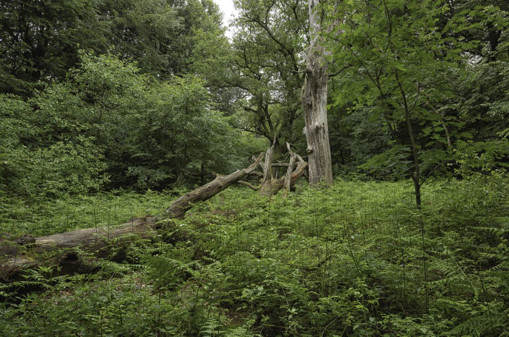 Urwald Sababurg Reinhardswald
