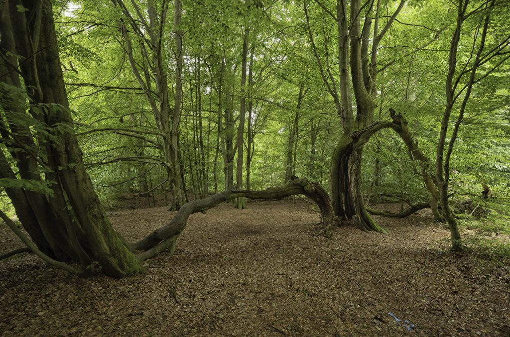 Urwald Sababurg Reinhardswald