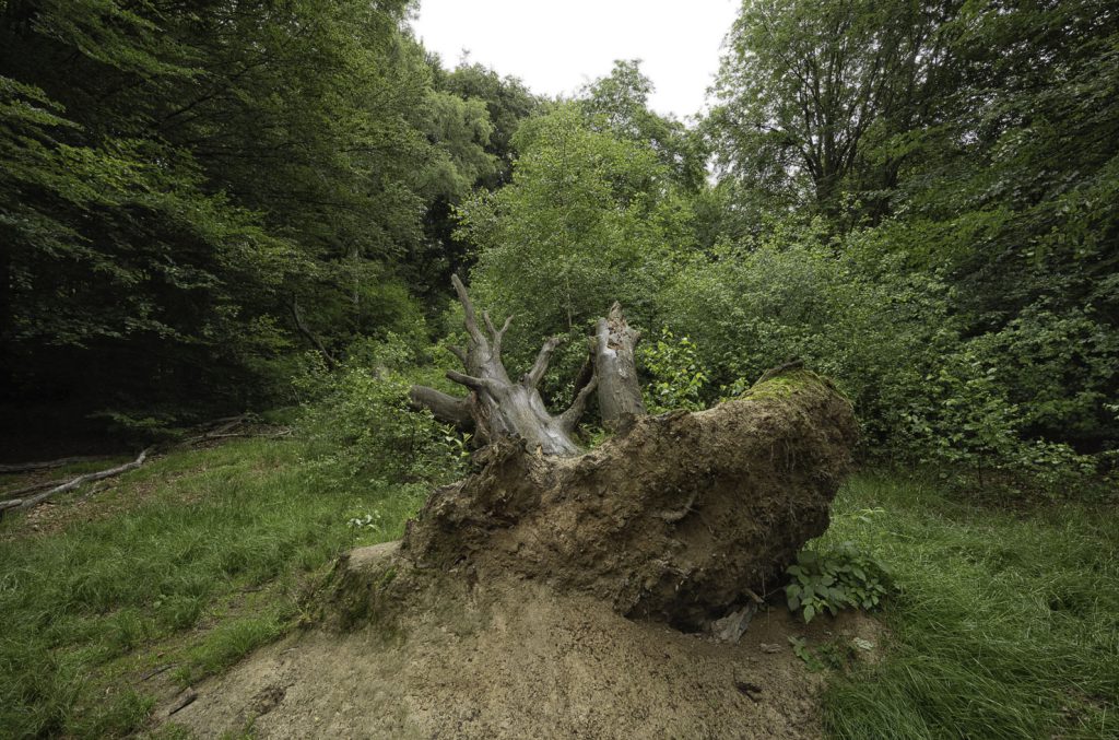 Urwald Sababurg Reinhardswald