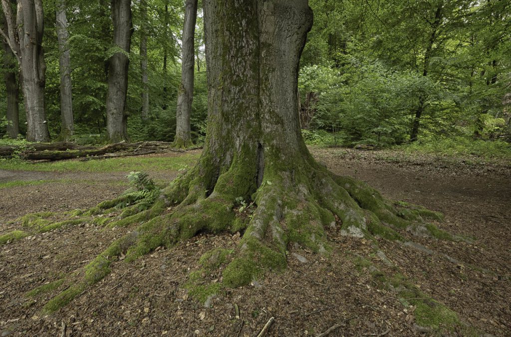 Urwald Sababurg Reinhardswald