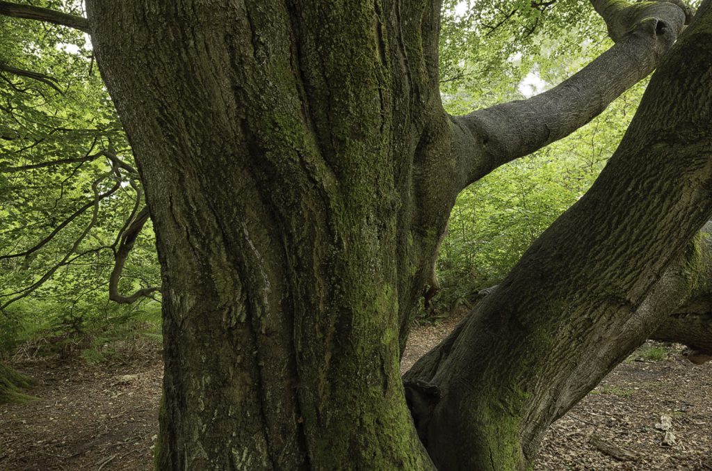 Urwald Sababurg Reinhardswald