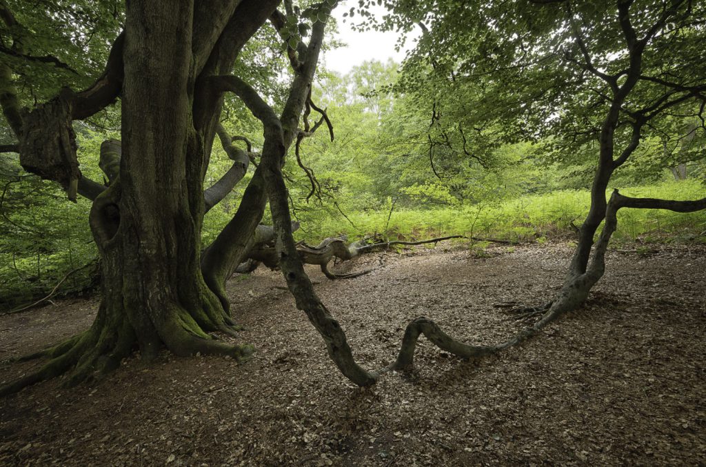 Urwald Sababurg Reinhardswald