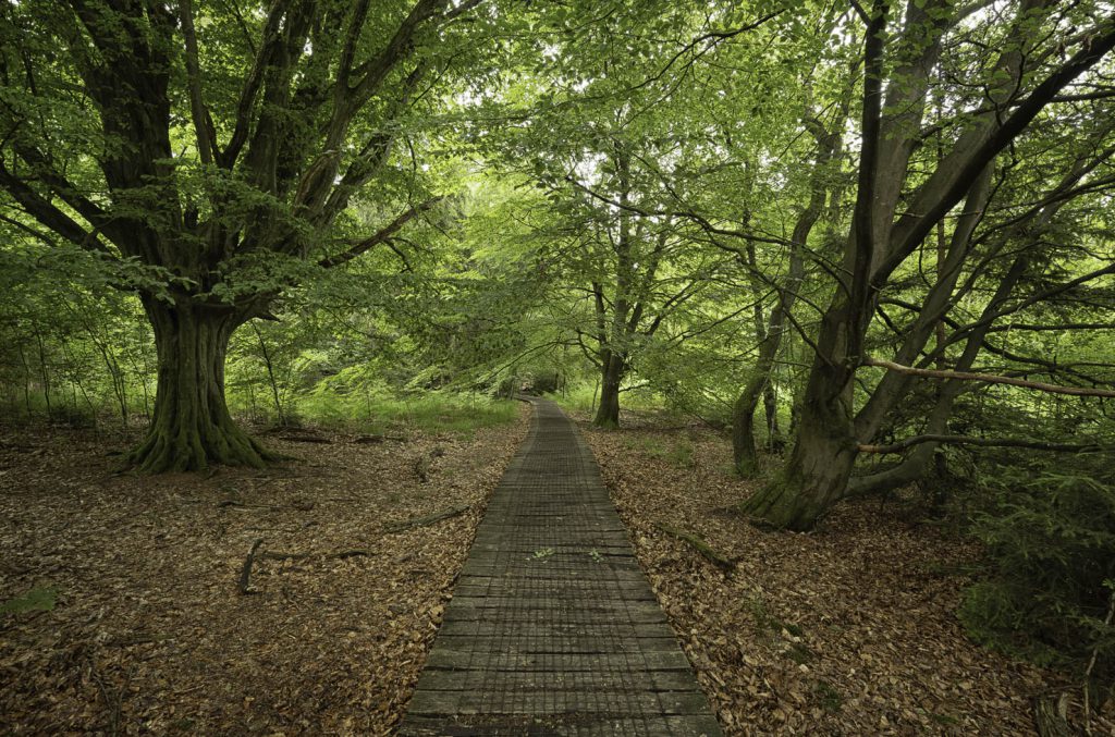Urwald Sababurg Reinhardswald