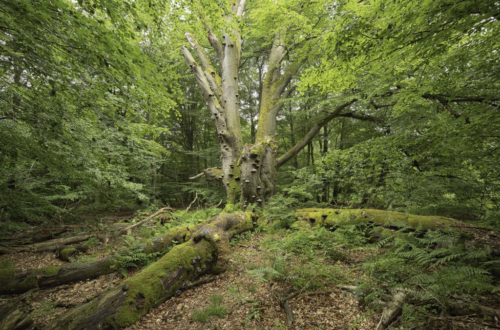 Urwald Sababurg Reinhardswald
