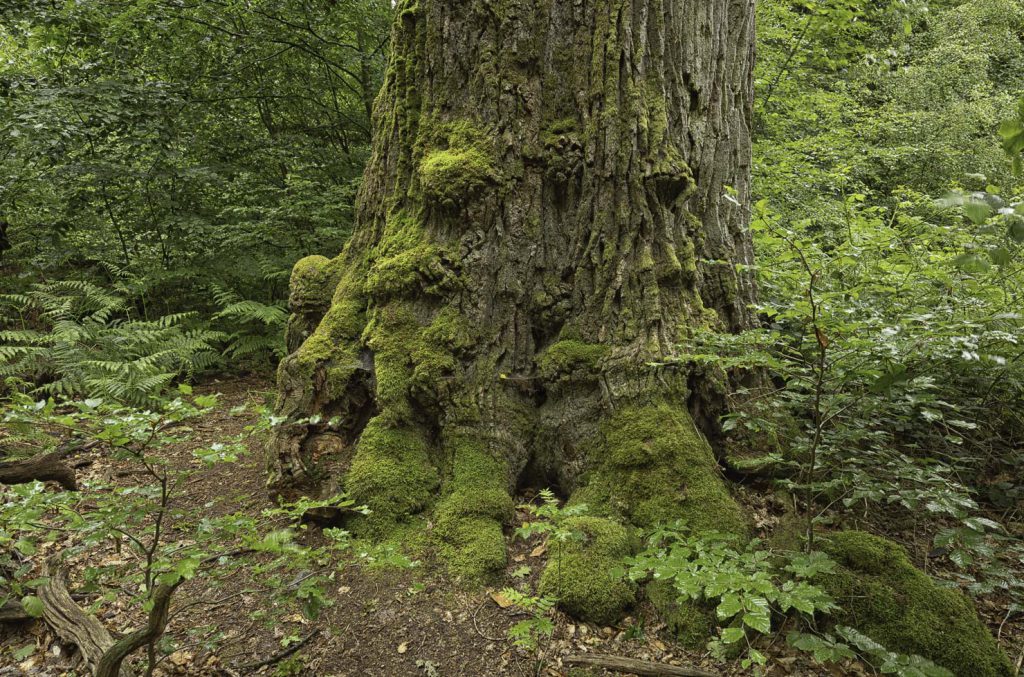 Urwald Sababurg Reinhardswald