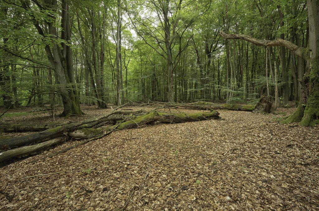 Urwald Sababurg Reinhardswald