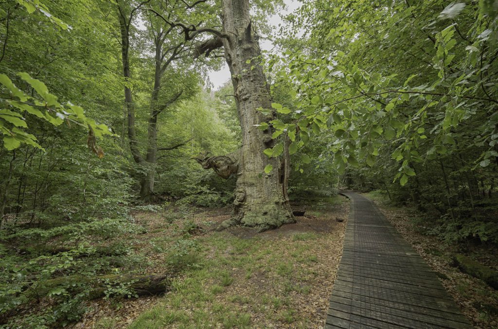 Urwald Sababurg Reinhardswald