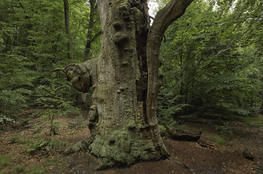 Urwald Sababurg Reinhardswald