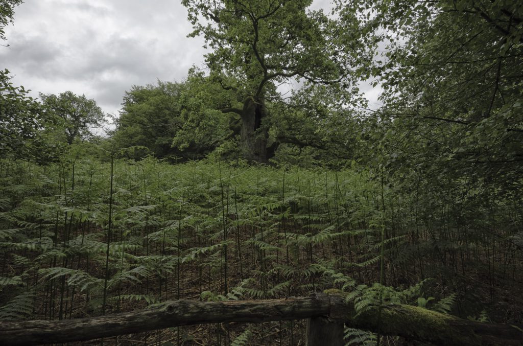Urwald Sababurg Reinhardswald