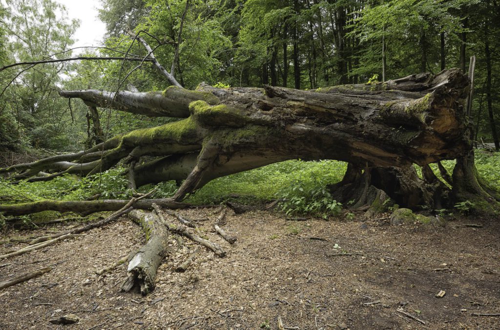 Urwald Sababurg Reinhardswald