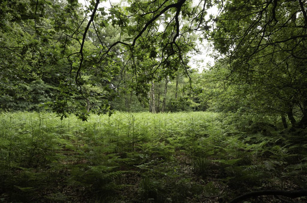 Urwald Sababurg Reinhardswald