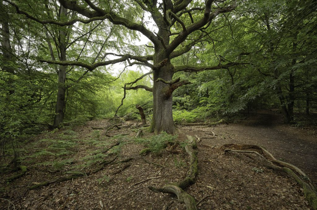 Urwald Sababurg Reinhardswald