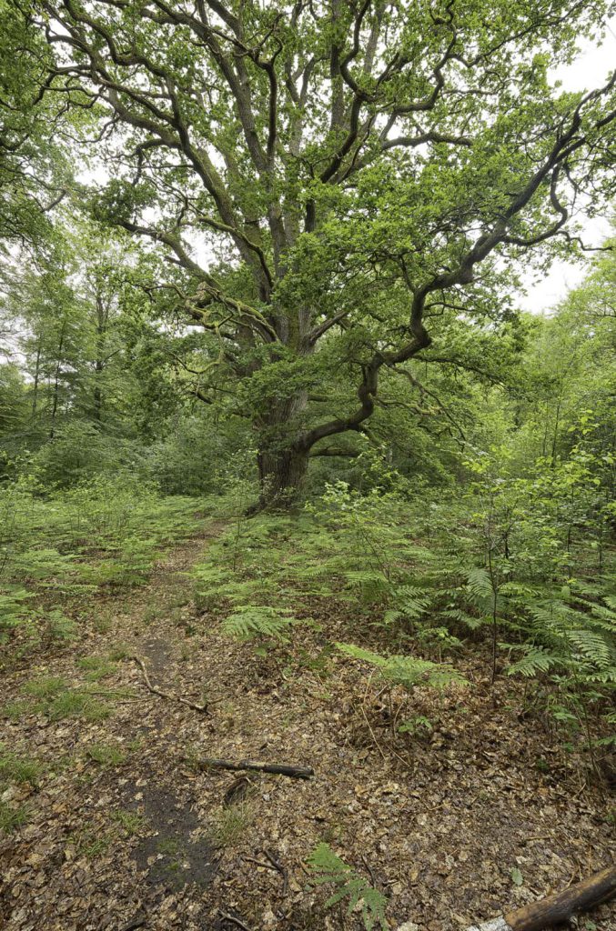 Urwald Sababurg Reinhardswald