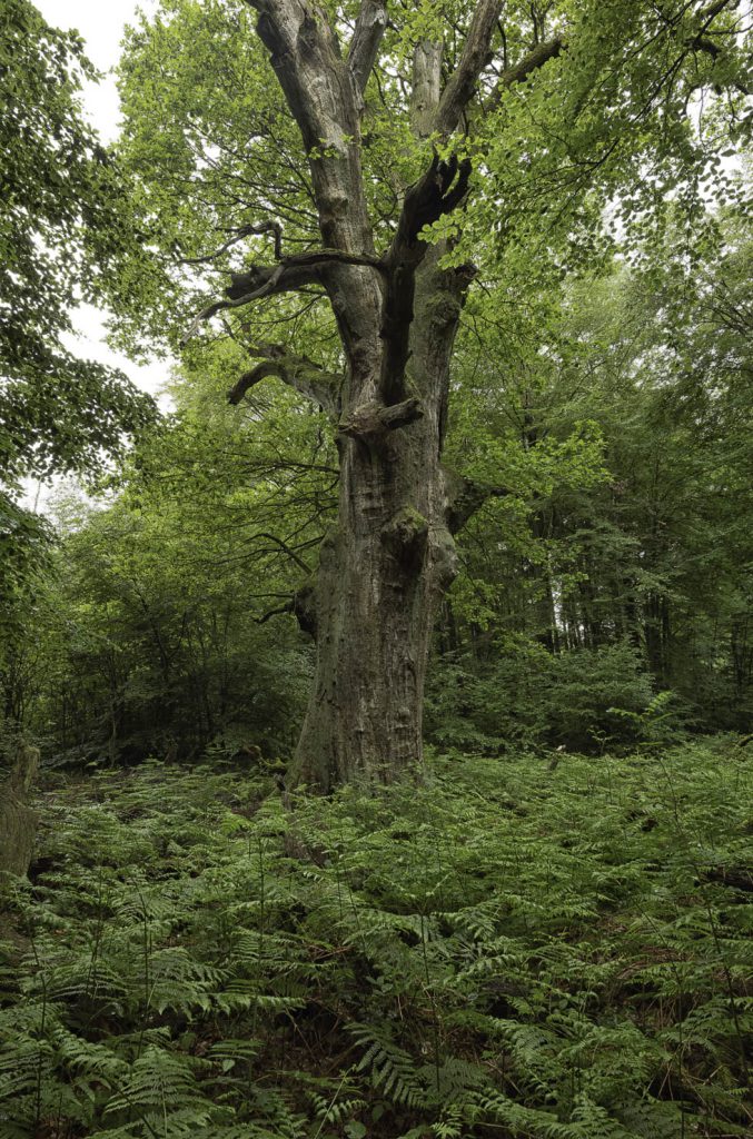 Urwald Sababurg Reinhardswald
