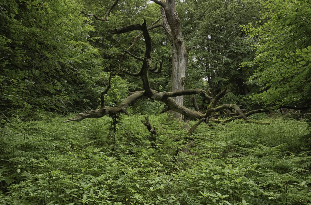 Urwald Sababurg Reinhardswald