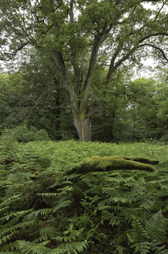 Urwald Sababurg Reinhardswald