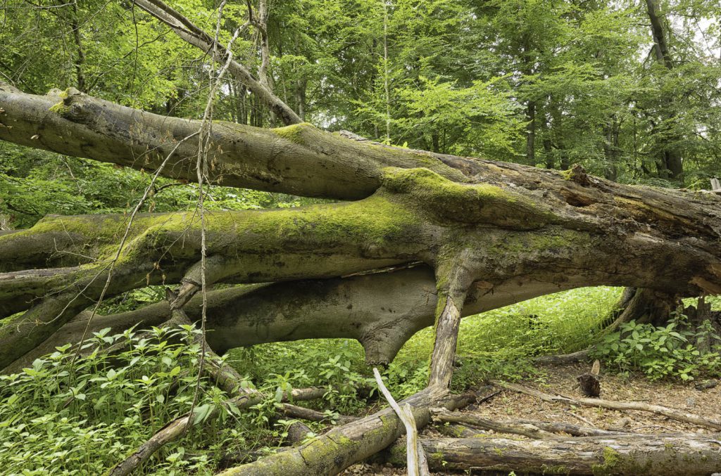 Urwald Sababurg Reinhardswald
