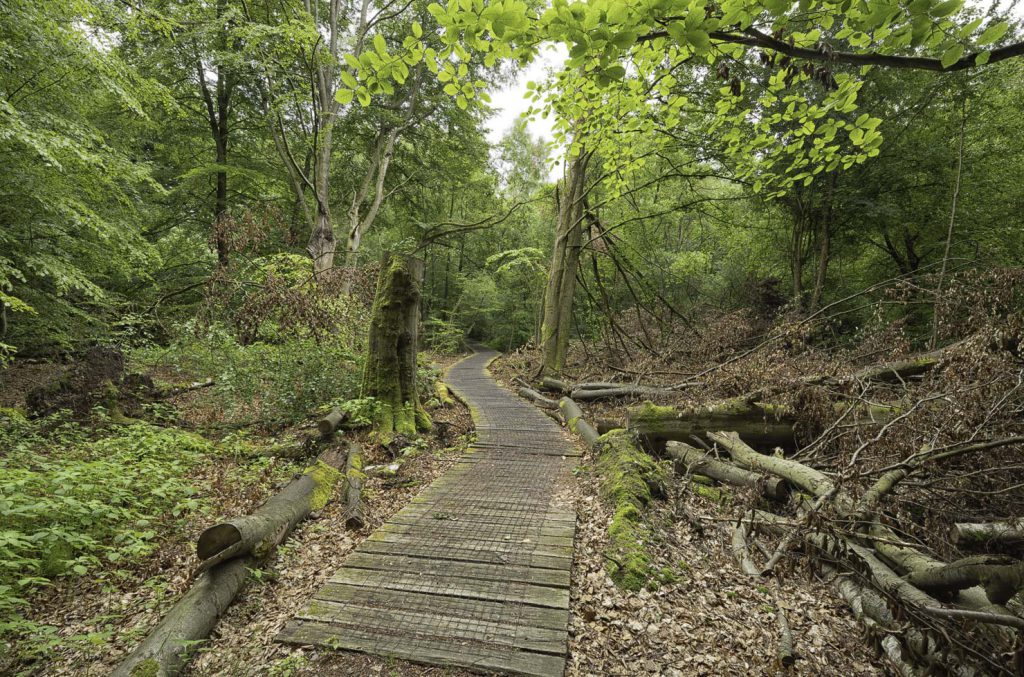 Urwald Sababurg Reinhardswald